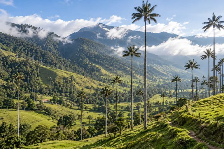 Palmas de cera do Valle de Cocora